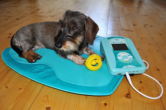 Pes leží na magnetoterapeutickým prístroji Biomag